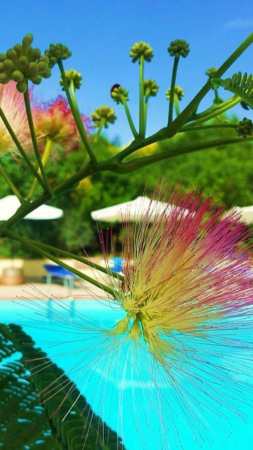 Aparthotel Agriturismo Terenzana Riparbella Exteriér fotografie